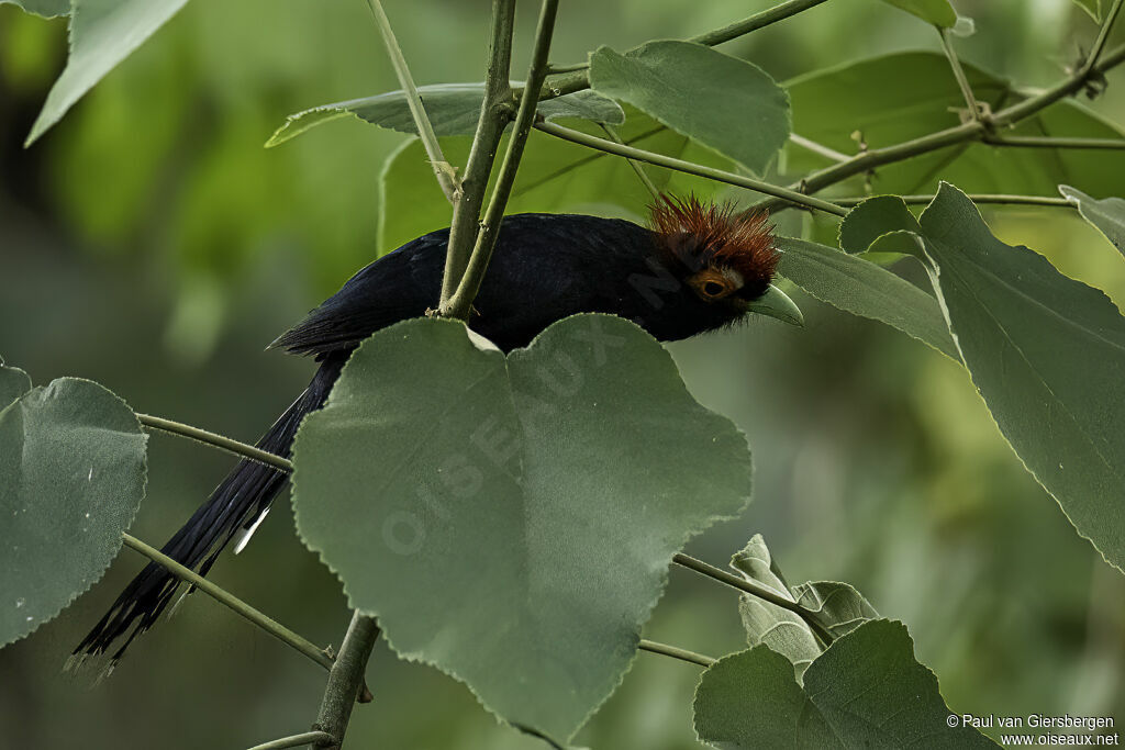 Rough-crested Malkohaadult