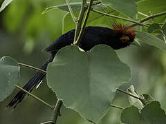 Rough-crested Malkoha