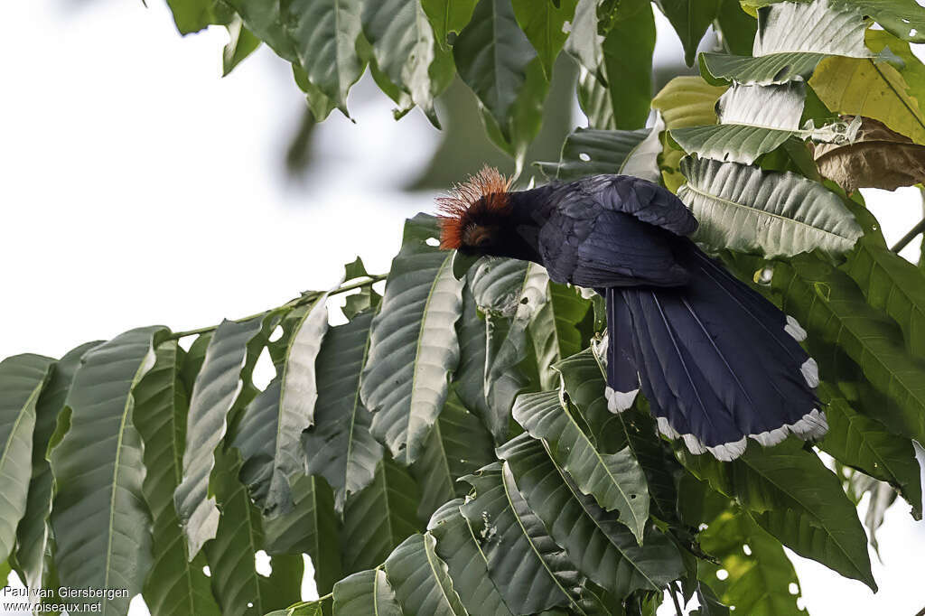 Rough-crested Malkohaadult