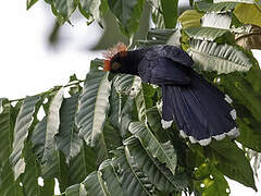 Rough-crested Malkoha