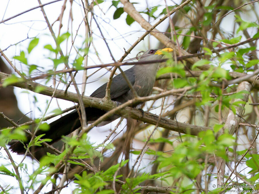 Green Malkoha