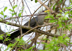 Green Malkoha