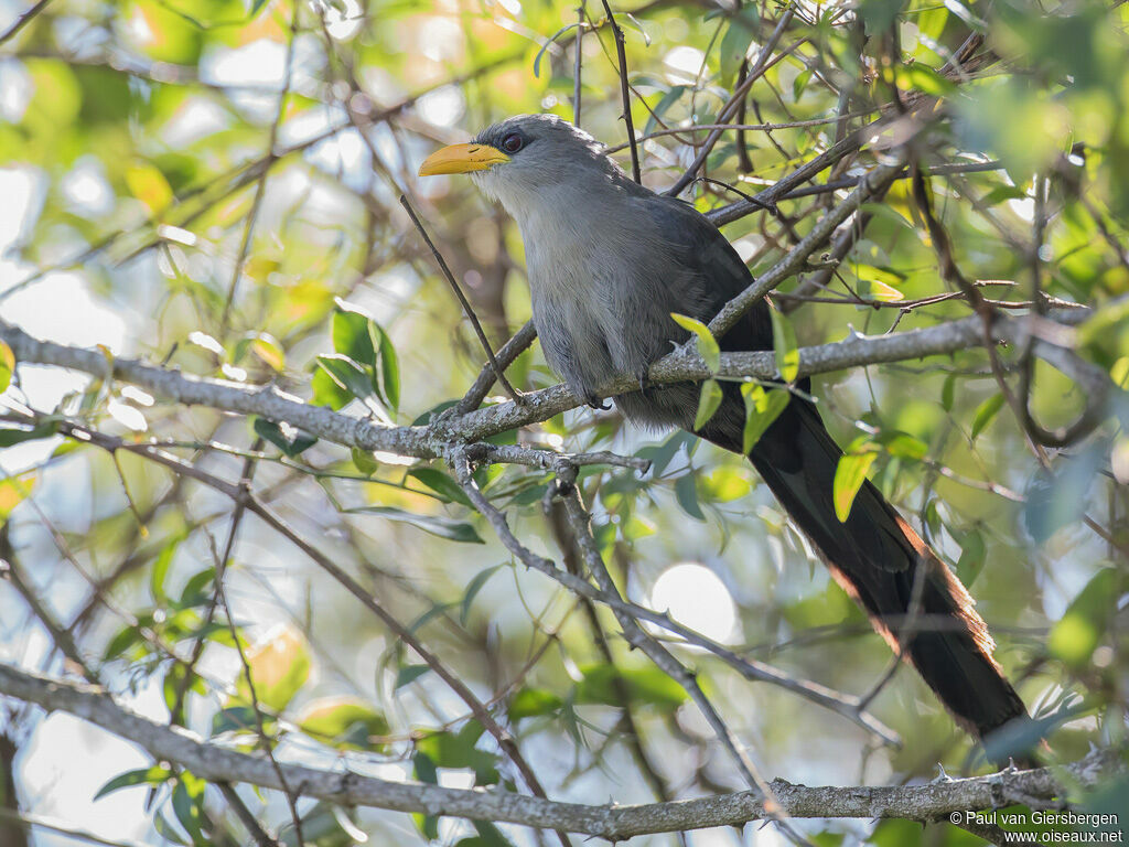 Green Malkohaadult