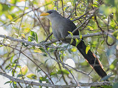 Green Malkoha