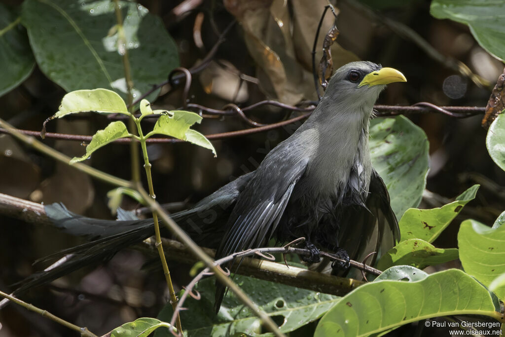 Malcoha australadulte