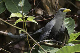 Green Malkoha