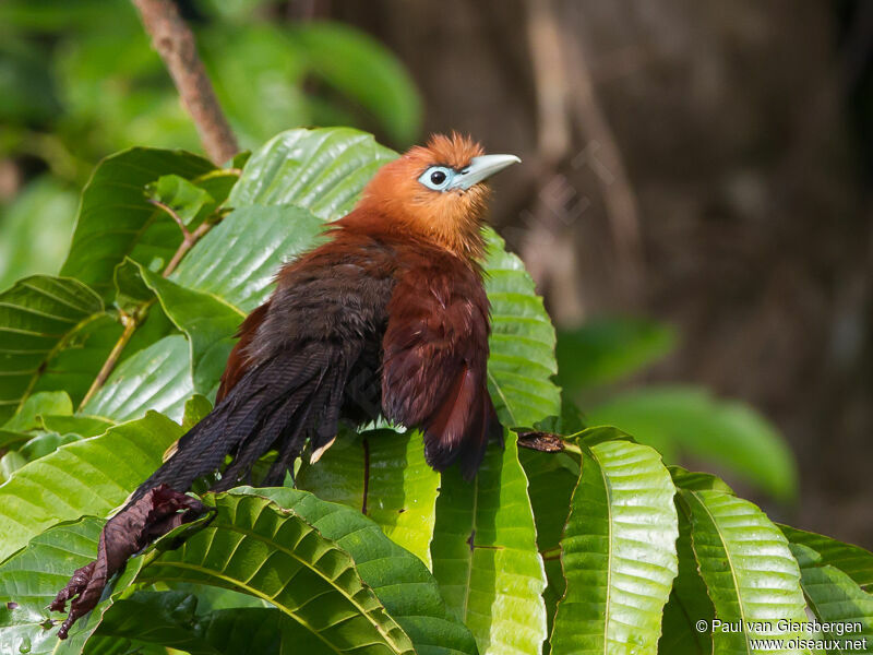 Raffles's Malkoha