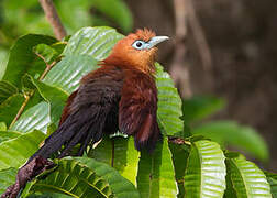 Raffles's Malkoha