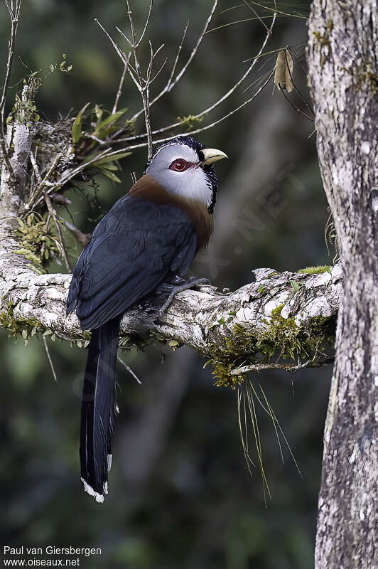 Scale-feathered Malkohaadult