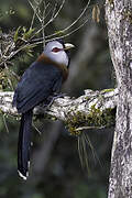 Scale-feathered Malkoha