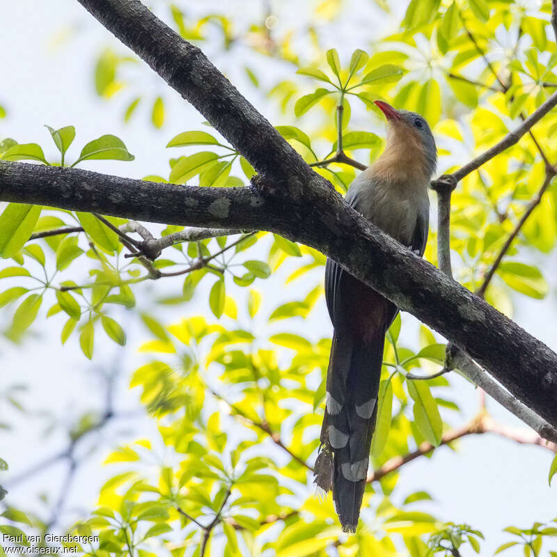 Red-billed Malkohaadult