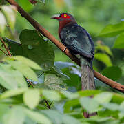 Chestnut-breasted Malkoha