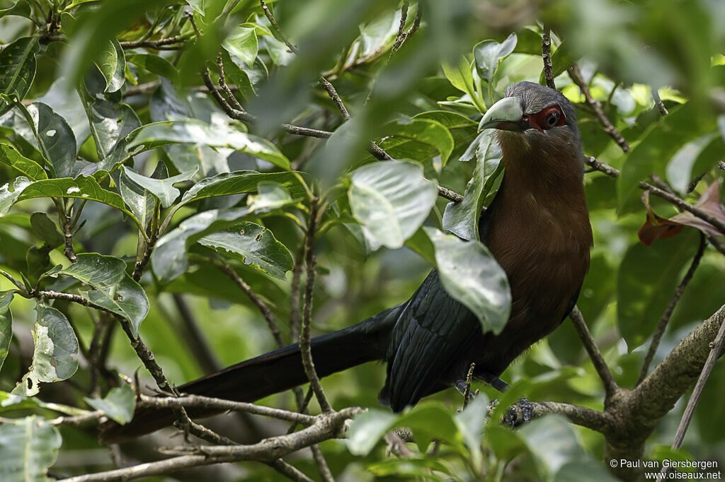 Chestnut-breasted Malkohaadult