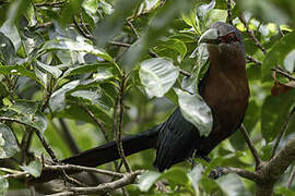 Chestnut-breasted Malkoha