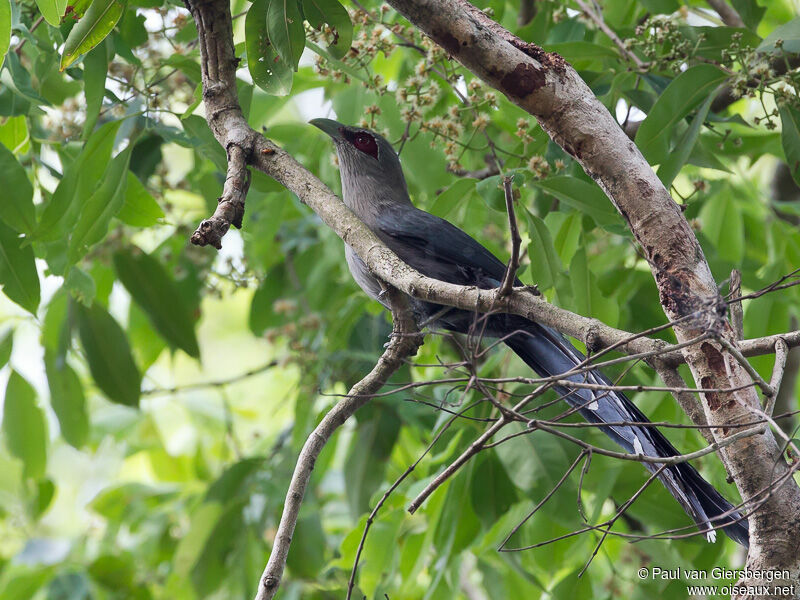 Green-billed Malkoha