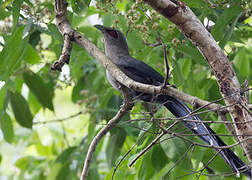 Green-billed Malkoha