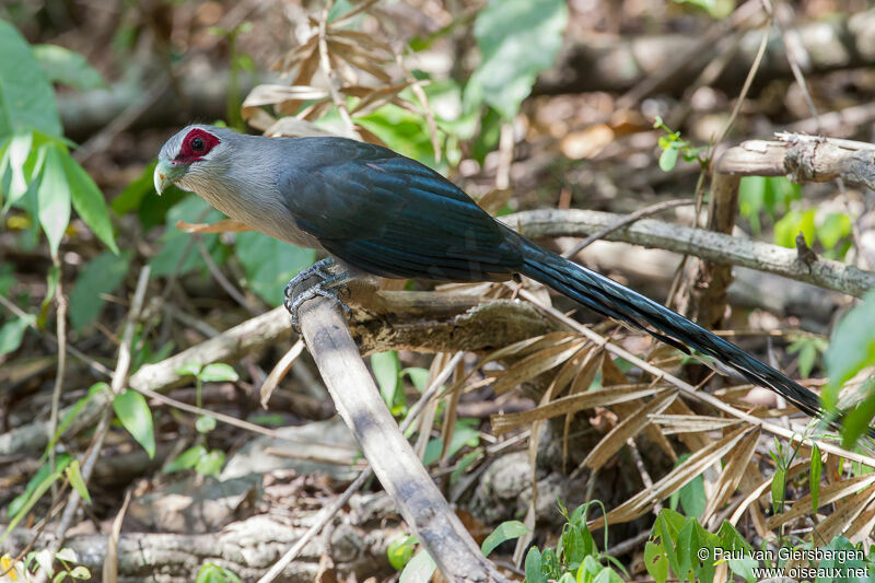 Green-billed Malkoha