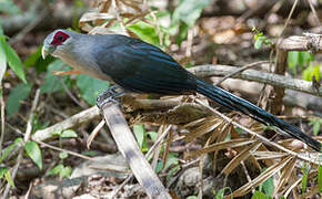 Green-billed Malkoha