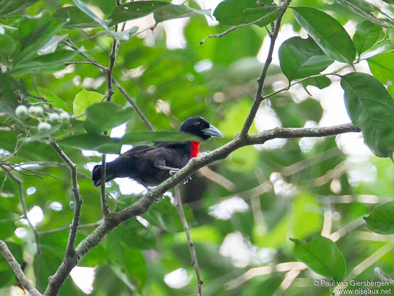 Blue-billed Malimbe