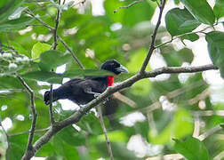 Blue-billed Malimbe