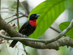 Blue-billed Malimbe