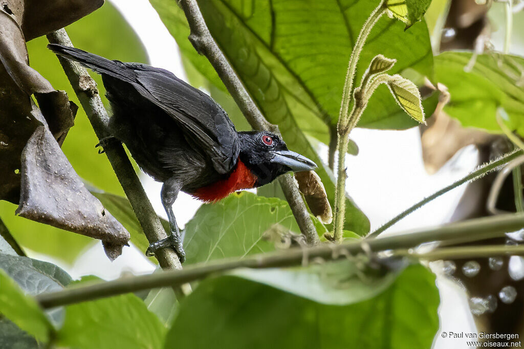 Blue-billed Malimbeadult