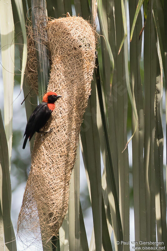 Red-vented Malimbeadult