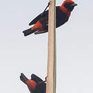 Malimbe à queue rouge