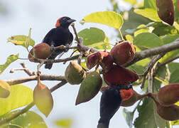 Red-headed Malimbe