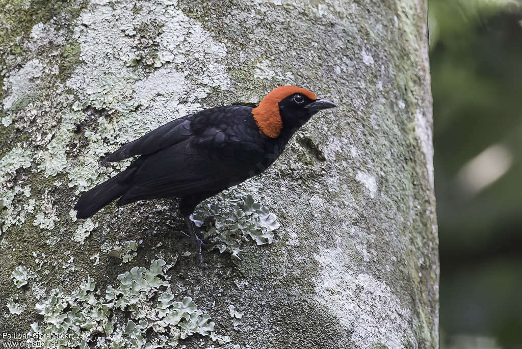 Red-headed Malimbeadult, identification