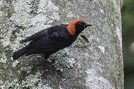 Red-headed Malimbe