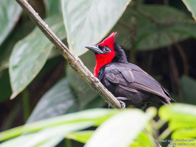 Crested Malimbe