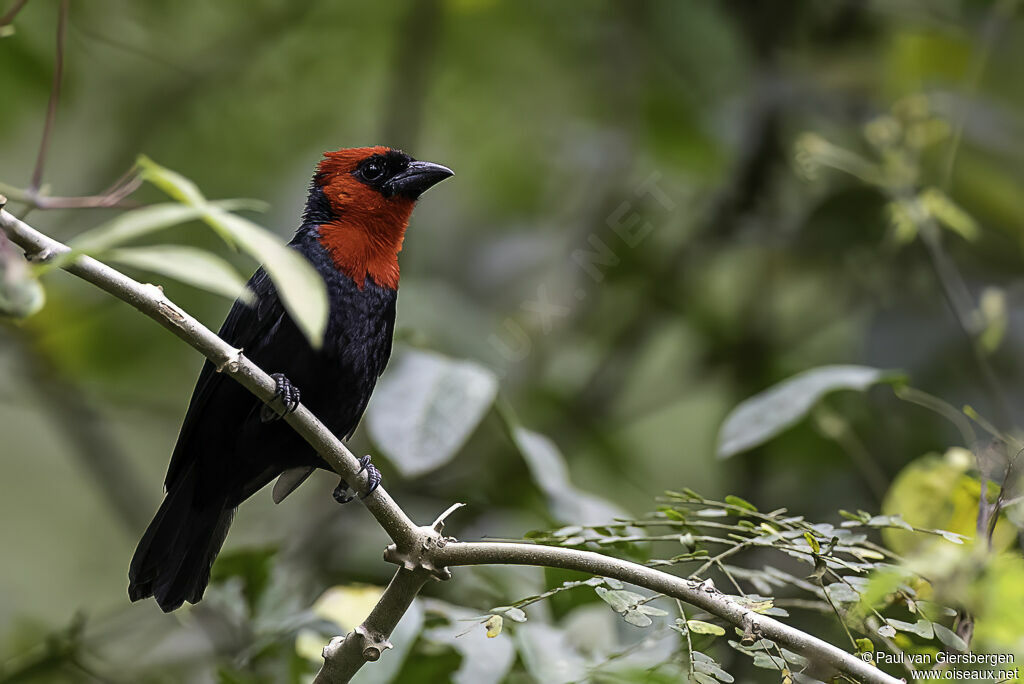 Crested Malimbeadult