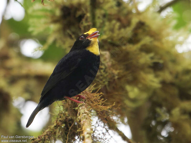 Manakin à ailes d'or mâle, adulte, identification