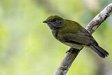 Manakin à bandeau jaune