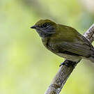 Manakin à bandeau jaune