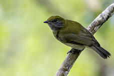 Manakin à bandeau jaune
