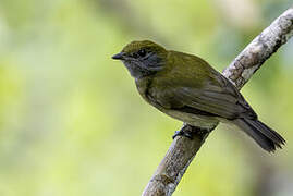 Manakin à bandeau jaune