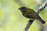 Manakin à bandeau jaune