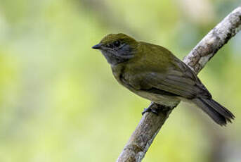 Manakin à bandeau jaune