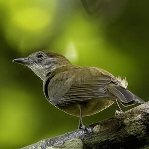 Manakin à bandeau orange