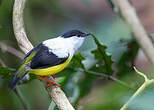 Manakin à col blanc