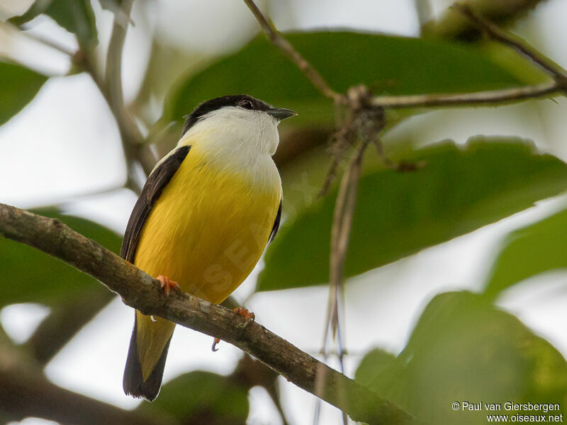 Manakin à col blanc