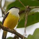 Manakin à col blanc