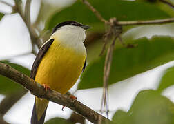 Manakin à col blanc