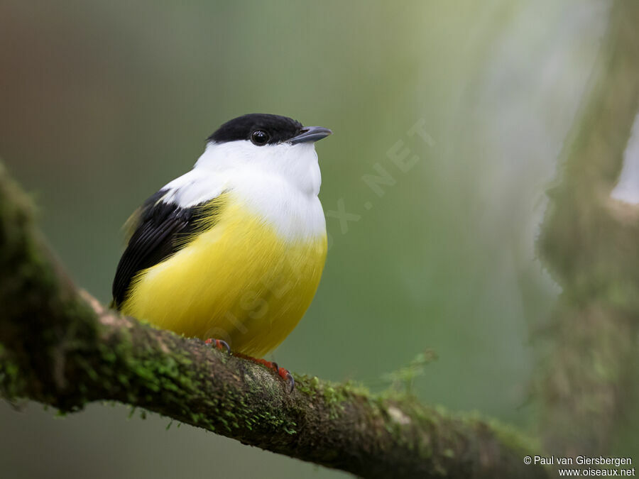 Manakin à col blanc mâle adulte