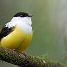 Manakin à col blanc