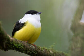 Manakin à col blanc