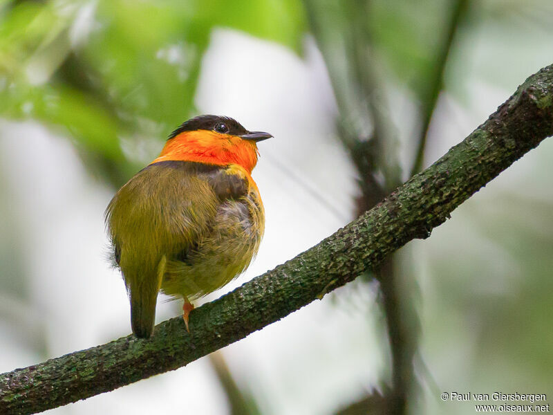 Manakin à col orange