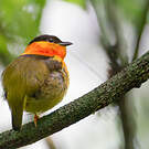Manakin à col orange
